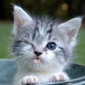 Meet your Posher, Alice